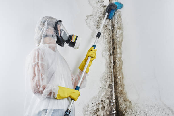 Attic Mold Removal in Sarcoxie, MO