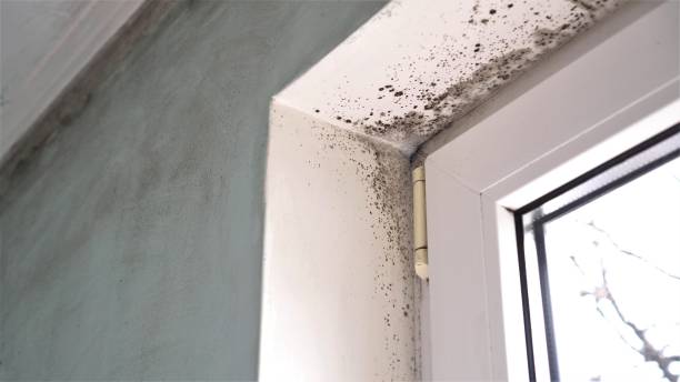 Professional Mold Removal in Sarcoxie, MO