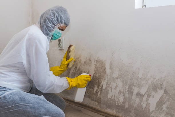 Office Mold Removal Services in Sarcoxie, MO